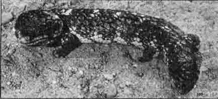 Короткохвост (Tiliqua rugosd)