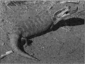 Синеязыкий сцинк (Tiliqua scincoides) демонстрирует позу угрозы