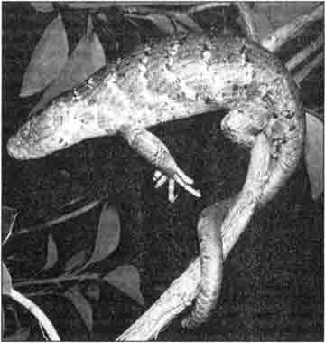 Цепкохвостый сцинк (Corucia zebrata) очень любит листья и цветы