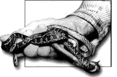 Ужи и полозы. Содержание. Разведение. Кормление. Профилактика заболеваний Ужи и полозы. Содержание. Разведение. Кормление. Профилактика заболеваний