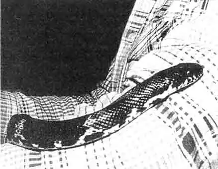 Ужи и полозы. Содержание. Разведение. Кормление. Профилактика заболеваний Ужи и полозы. Содержание. Разведение. Кормление. Профилактика заболеваний