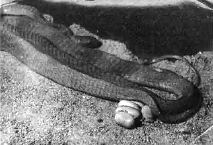 Откладывание яиц у редкой ужеобразнои змеи — африканского бумеланга (Dispholidis types) Откладывание яиц у редкой ужеобразнои змеи — африканского бумеланга (Dispholidis types)