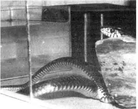 Спаривание большеглазых полозов (Ptyas musasus) Спаривание большеглазых полозов (Ptyas musasus)