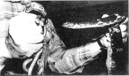 Змеи для размножения должны быть хорошо упитанны Змеи для размножения должны быть хорошо упитанны