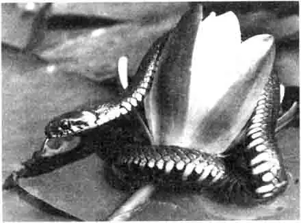 Обыкновенный уж (Natrix natrix) Обыкновенный уж (Natrix natrix)