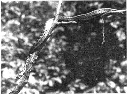 Леопардовый полоз (Elaphe situla var leopardina) — редчайшая змея Земли