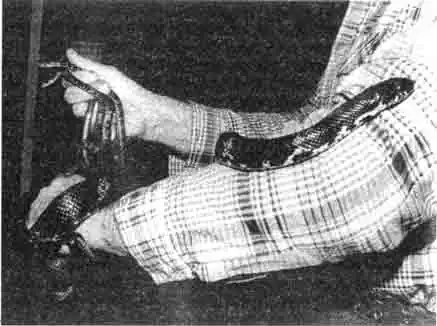 Автор с самкой амурского полоза (Elapha schrencki) и ее потомством Автор с самкой амурского полоза (Elapha schrencki) и ее потомством