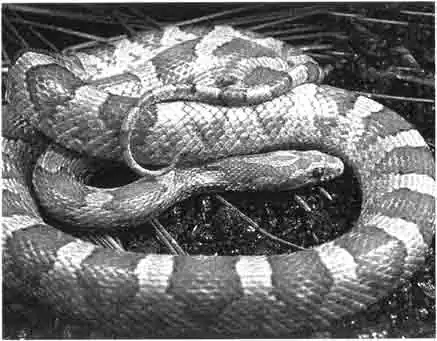 Красный, или пятнистый полоз (Elaphe guttata) Красный, или пятнистый полоз (Elaphe guttata)