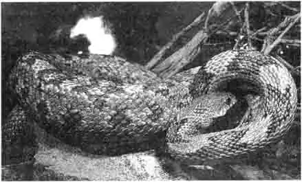 Серым полоз (Elaphe obsoleta spiloides) — подвид черного полоза Серым полоз (Elaphe obsoleta spiloides) — подвид черного полоза