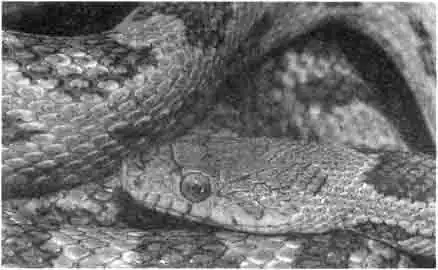 Красный, или пятнистый полоз (Elaphe guttata) Красный, или пятнистый полоз (Elaphe guttata)