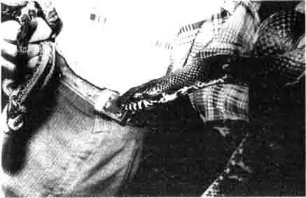 Ужи и полозы. Содержание. Разведение. Кормление Ужи и полозы. Содержание. Разведение. Кормление