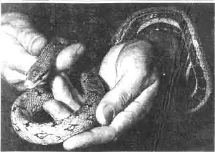 Огромные возможности террариумистики Огромные возможности террариумистики