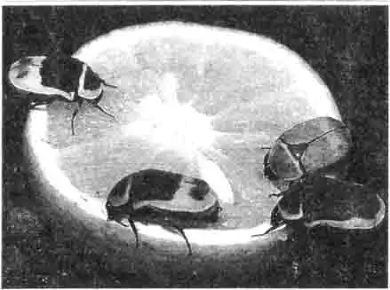 Животные террариума Животные террариума