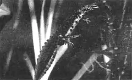 Саламандры, встречающиеся в прудах, как все обычные амфибии и рептилии, находятся под защитой закона. Поэтому только в виде исключения разрешается содержать их частным любителям природы. Саламандры, встречающиеся в прудах, как все обычные амфибии и рептилии, находятся под защитой закона. Поэтому только в виде исключения разрешается содержать их частным любителям природы.