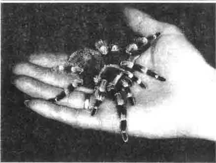 Птичьи пауки достаточно ядовиты, но их ядовитость слишком преувеличена (из любви к сенсациям!) Кто боится прикоснуться к своим подопечным, тот не должен заниматься террариумами. Птичьи пауки достаточно ядовиты, но их ядовитость слишком преувеличена (из любви к сенсациям!) Кто боится прикоснуться к своим подопечным, тот не должен заниматься террариумами.