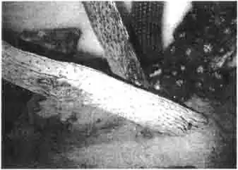 Фотография террариума для животных, обитающих в пустыне. Фотография террариума для животных, обитающих в пустыне.