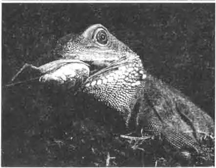 Корм и обеспечение кормом Корм и обеспечение кормом