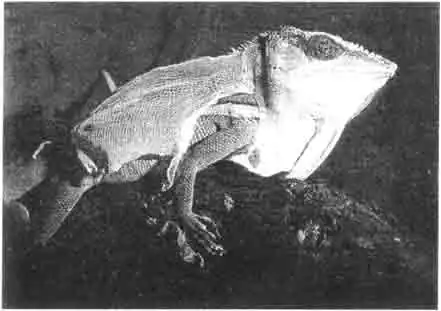 Смена кожи совершенно естественна и не в коем случае не показатель болезни. На иллюстрации под старой кожей животного полностью сформировалась новая. Смена кожи совершенно естественна и не в коем случае не показатель болезни. На иллюстрации под старой кожей животного полностью сформировалась новая.