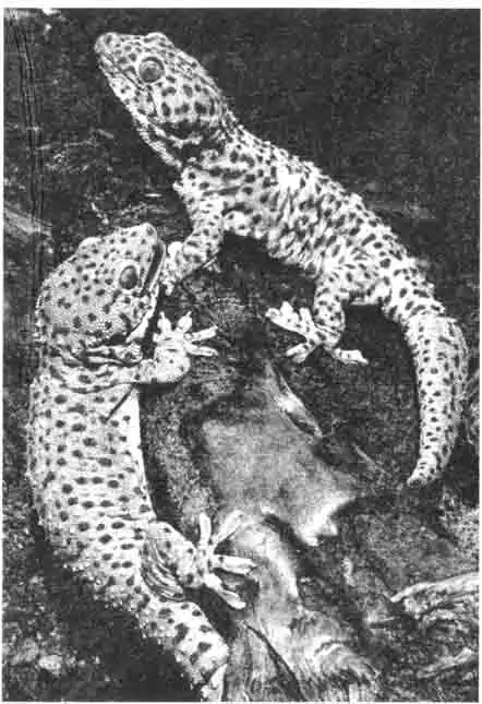 Рептилии Предварительные сведения Рептилии Предварительные сведения