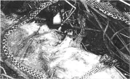 Уж сбросил свою старую кожу, которая стала чересчур узка, и Уж сбросил свою старую кожу, которая стала чересчур узка, и