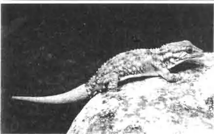 Эта ящерица Эта ящерица