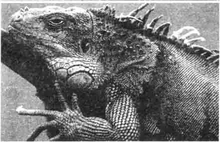 Зелёная игуана — очень импозантное существо, напоминающее первобытного дракона. Но она исключительно миролюбива и потребляет преимущественно растительную пищу. Где бы она ни обитала — в девственном лесу или в террариуме — проводит большую часть времени на ветках. Зелёная игуана — очень импозантное существо, напоминающее первобытного дракона. Но она исключительно миролюбива и потребляет преимущественно растительную пищу. Где бы она ни обитала — в девственном лесу или в террариуме — проводит большую часть времени на ветках.