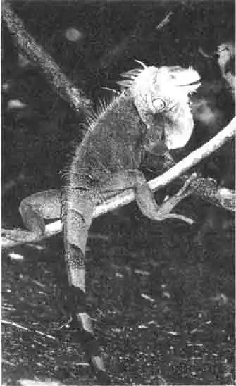 Если зелёная игуана хочет показать своему сопернику, кто сильнее, она надувает свой горловой мешок и грозно трясёт головой. Она довольствуется, как правило, этим забавными знаками устрашения. Если зелёная игуана хочет показать своему сопернику, кто сильнее, она надувает свой горловой мешок и грозно трясёт головой. Она довольствуется, как правило, этим забавными знаками устрашения.