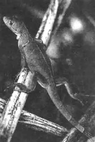 Молодая зелёная игуана. Молодая зелёная игуана.