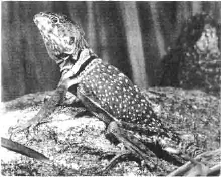 Эта игуана с двойным ожерельем на шее — очень темпераментное животное. Эта игуана с двойным ожерельем на шее — очень темпераментное животное.