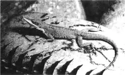 Краснозобые ящерицы изящны и грациозны. Свое название эта ящерица получила благодаря тому, что она надувает свою большую красную кожу на шее, если хочет устрашить соперника или понравиться особи женского пола. Краснозобые ящерицы изящны и грациозны. Свое название эта ящерица получила благодаря тому, что она надувает свою большую красную кожу на шее, если хочет устрашить соперника или понравиться особи женского пола.