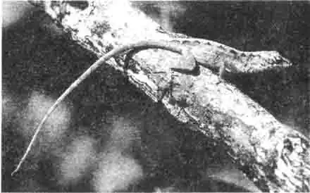 Коричневая или гаитянская ящерица меньше, чем краснозобая и тоже имеет прекрасно раскрашенную кожу на зобе. Коричневая или гаитянская ящерица меньше, чем краснозобая и тоже имеет прекрасно раскрашенную кожу на зобе.