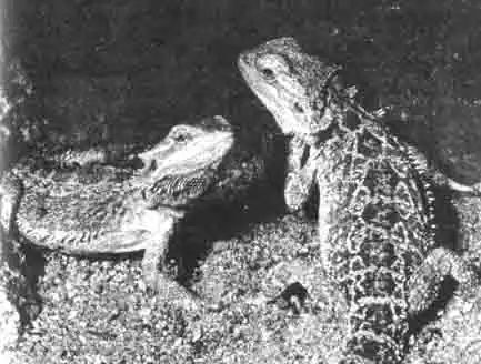 Австралия является родиной бартагам. Они любят главным образом неровные песчаные поверхности или поверхности, покрытые галькой. Австралия является родиной бартагам. Они любят главным образом неровные песчаные поверхности или поверхности, покрытые галькой.