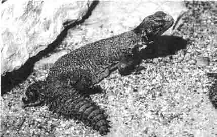 Африканский шипохвост выглядит опаснее, чем он есть на самом деле. Он очень хорошо настроен по отношению к человеку и через некоторое время пребывания в террариуме становится кротким и доверчивым. Африканский шипохвост выглядит опаснее, чем он есть на самом деле. Он очень хорошо настроен по отношению к человеку и через некоторое время пребывания в террариуме становится кротким и доверчивым.