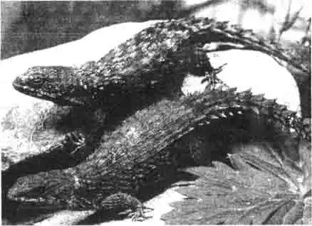 Здесь изображены две ящерицы в натуральную величину. Их окраска довольно мрачная, но зато у них очень приветливый характер. Здесь изображены две ящерицы в натуральную величину. Их окраска довольно мрачная, но зато у них очень приветливый характер.