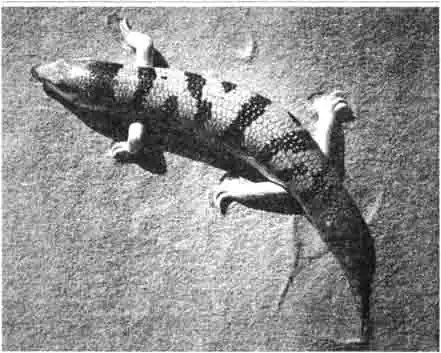 Теплый, мягкий песок очень важен для жизнедеятельности аптекарских сцинков. Благодаря своей гладкой, блестящей, сверкающей чешуйчатой коже они молниеносно закапываются в песок. Поэтому они называются еще Теплый, мягкий песок очень важен для жизнедеятельности аптекарских сцинков. Благодаря своей гладкой, блестящей, сверкающей чешуйчатой коже они молниеносно закапываются в песок. Поэтому они называются еще