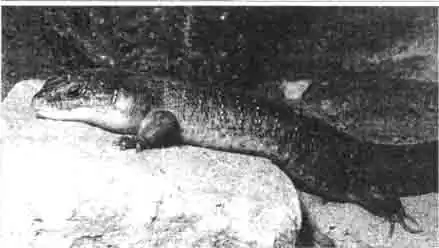 Берберские сцинки — сильные и всегда готовые к обороне ящерицы, достигающие в длину 50 см. Если они чувствуют угрозу, они широко открывают рот и решительно впиваются зубами в противника. Берберские сцинки — сильные и всегда готовые к обороне ящерицы, достигающие в длину 50 см. Если они чувствуют угрозу, они широко открывают рот и решительно впиваются зубами в противника.