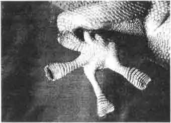 Типичная ступня геккона. На ней находятся множество маленьких пластинок. Типичная ступня геккона. На ней находятся множество маленьких пластинок.