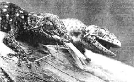 Оба токе показывают, что с ними шутки плохи. У них большая пасть и они могут вцепиться в человеческий палец, который не так быстро снова отпустят. Оба токе показывают, что с ними шутки плохи. У них большая пасть и они могут вцепиться в человеческий палец, который не так быстро снова отпустят.