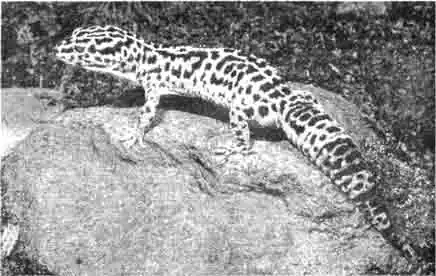 Леопардовый геккон, раскраска которого похожа на раскраску леопарда, ведет как и большинство его родственников, ночной образ жизни. Только к вечеру он оживает и начинает рыскать в поисках пищи. Леопардовый геккон, раскраска которого похожа на раскраску леопарда, ведет как и большинство его родственников, ночной образ жизни. Только к вечеру он оживает и начинает рыскать в поисках пищи.