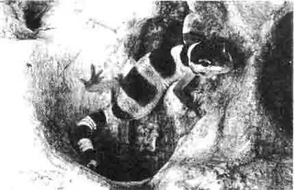 По этому юному леопардовому геккону пока не видно, что со временем он По этому юному леопардовому геккону пока не видно, что со временем он