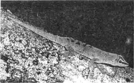 Необыкновенно окрашенный мадагаскарский дневной геккон является самым крупным представителем этого вида. Необыкновенно окрашенный мадагаскарский дневной геккон является самым крупным представителем этого вида.