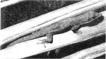 Почему эти грациозные фельзумы называются широкохвостыми геконами, совершенно непонятно. Это латинское имя (laticauda) они получили по ошибке. Поэтому недавно они получили новое название: золотистые гекконы, так как при хорошем освещении создаётся впечатление, как будто они посыпаны золотом. Почему эти грациозные фельзумы называются широкохвостыми геконами, совершенно непонятно. Это латинское имя (laticauda) они получили по ошибке. Поэтому недавно они получили новое название: золотистые гекконы, так как при хорошем освещении создаётся впечатление, как будто они посыпаны золотом.