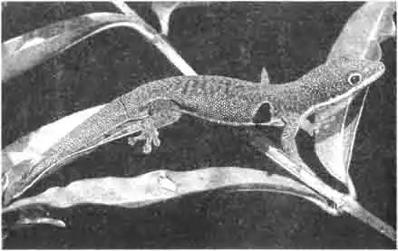 Свое имя геккон-павлиний глаз получил благодаря чёрному пятну на боку. Свое имя геккон-павлиний глаз получил благодаря чёрному пятну на боку.