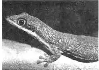 Полосатый геккон достигает в длину только 10 см. Полосатый геккон достигает в длину только 10 см.