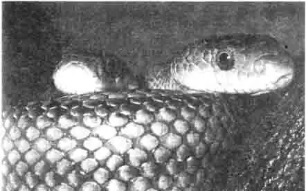 Эти американские земляные змеи, как все члены семейства Colubrida, не ядовиты и поэтому не опасны для человека. Они могут неожиданно укусить, если возбуждены. Укус немного болезненный, но без всяких опасных последствий. Эти американские земляные змеи, как все члены семейства Colubrida, не ядовиты и поэтому не опасны для человека. Они могут неожиданно укусить, если возбуждены. Укус немного болезненный, но без всяких опасных последствий.