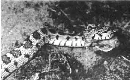 Змеи проглатывают свою добычу целиком. Эта европейская леопардовая змея (Elaphe situla) схватила своими громадными челюстями молоденькую мышку, которая Змеи проглатывают свою добычу целиком. Эта европейская леопардовая змея (Elaphe situla) схватила своими громадными челюстями молоденькую мышку, которая