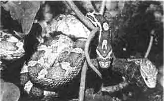 Зерновой уж причисляется к самому красивому и самому неприхотливому виду змей. Он часто встречается в террариумах и в питомниках. Зерновой уж причисляется к самому красивому и самому неприхотливому виду змей. Он часто встречается в террариумах и в питомниках.