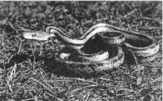 Земляной уж, несмотря на своё название, очень любит ползать по вертикальным поверхностям. Земляной уж, несмотря на своё название, очень любит ползать по вертикальным поверхностям.