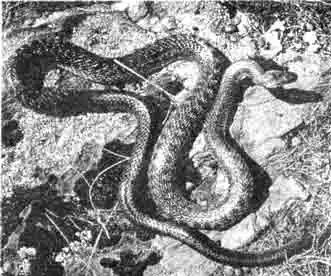 Для домашнего террариума эта эскулапова змея, древний символ врачевания, не годится. Для домашнего террариума эта эскулапова змея, древний символ врачевания, не годится.