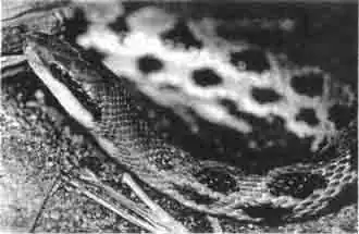 Это один из подвидов полосатых ужей, которые поступают к нам из юго-восточной Азии. Уход за ними очень простой. Во взрослом состоянии они могут быть очень длинными. Это один из подвидов полосатых ужей, которые поступают к нам из юго-восточной Азии. Уход за ними очень простой. Во взрослом состоянии они могут быть очень длинными.